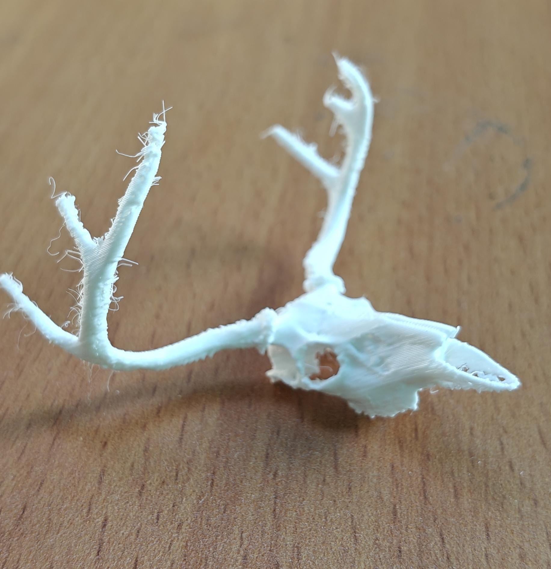 Anatomical Deer Skull Replica | 170mm Desktop Osteology Specimen