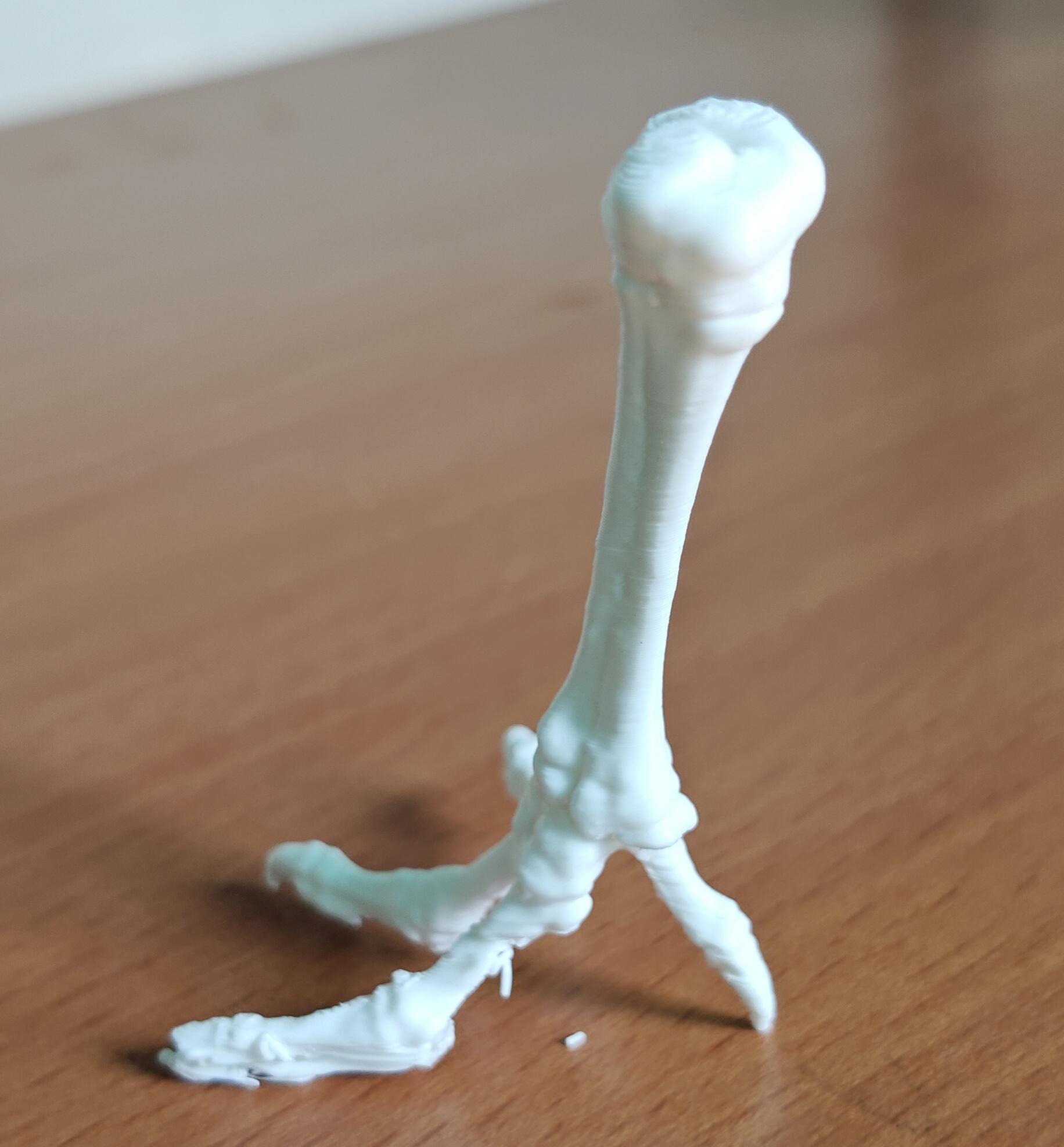 Chicken Tarsometatarsus Foot Bone Model | Avian Skeletal Replica, Study Aid