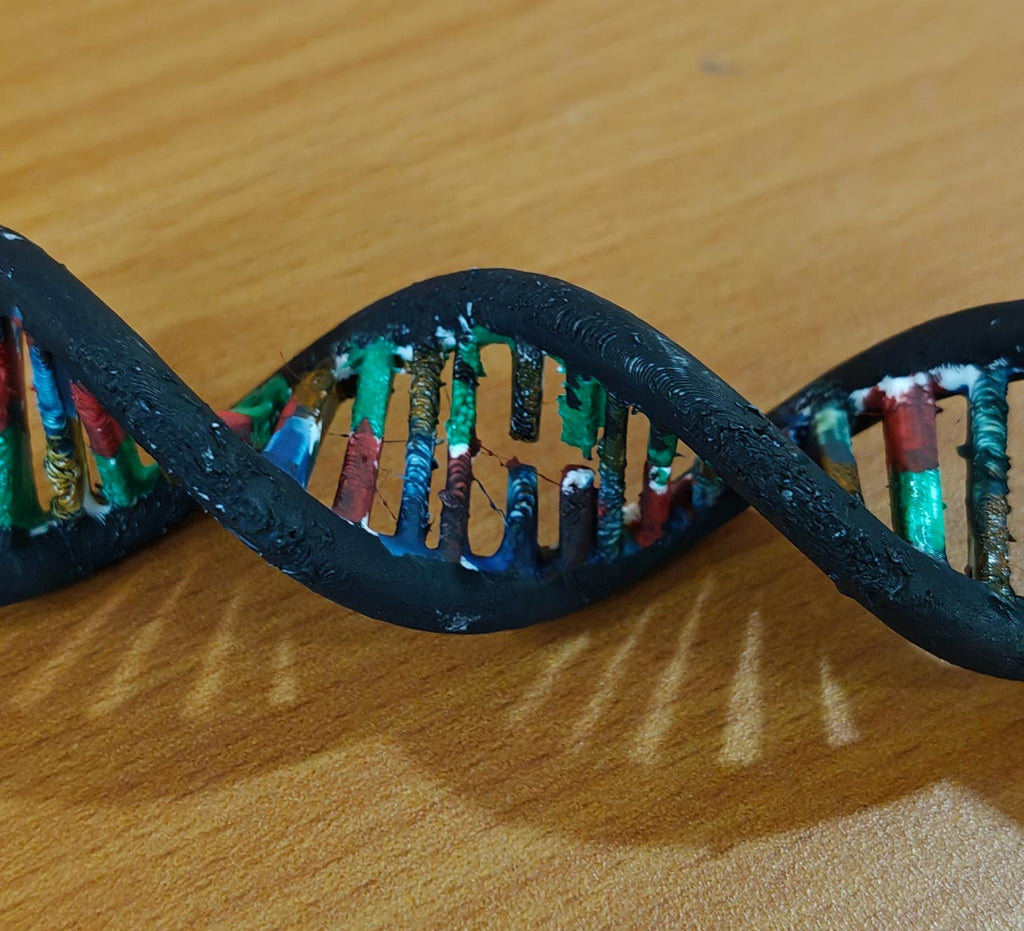 DNA Double Helix Model | Genetic Structure Sculpture | Science Lab Decor | Biology Teacher Graduation Gift