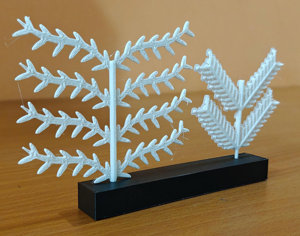 Scientific Bird Feather Model | Barb & Barbule Anatomy | Educational Biology Display | Avian Science Teacher Gift