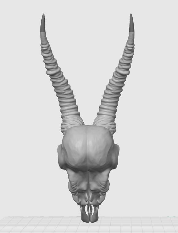 Antelope Skull Replica | Spiraled Horn African Wildlife Anatomy Display (170mm)