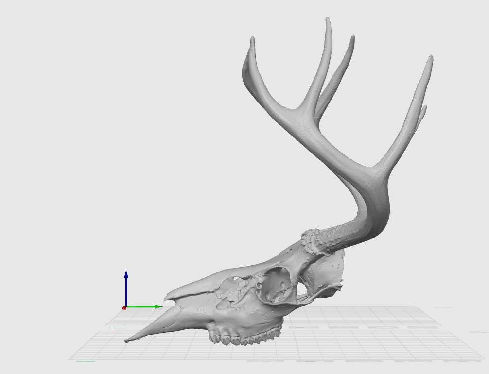 Anatomical Deer Skull Replica | 170mm Desktop Osteology Specimen