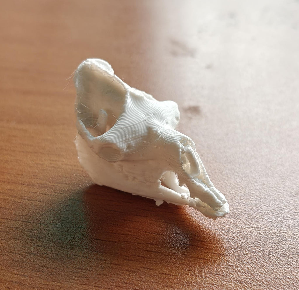 Anatomical Camel Skull Replica | Cruelty-Free Desert Wildlife Decor (170mm)