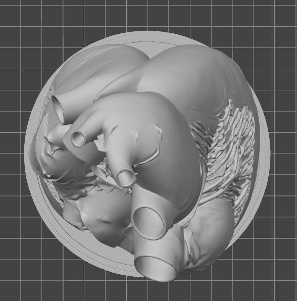 Blue Whale Heart Miniature | Marine Biology Anatomy Model | Cetacean Science Decor | Educational Animal Heart