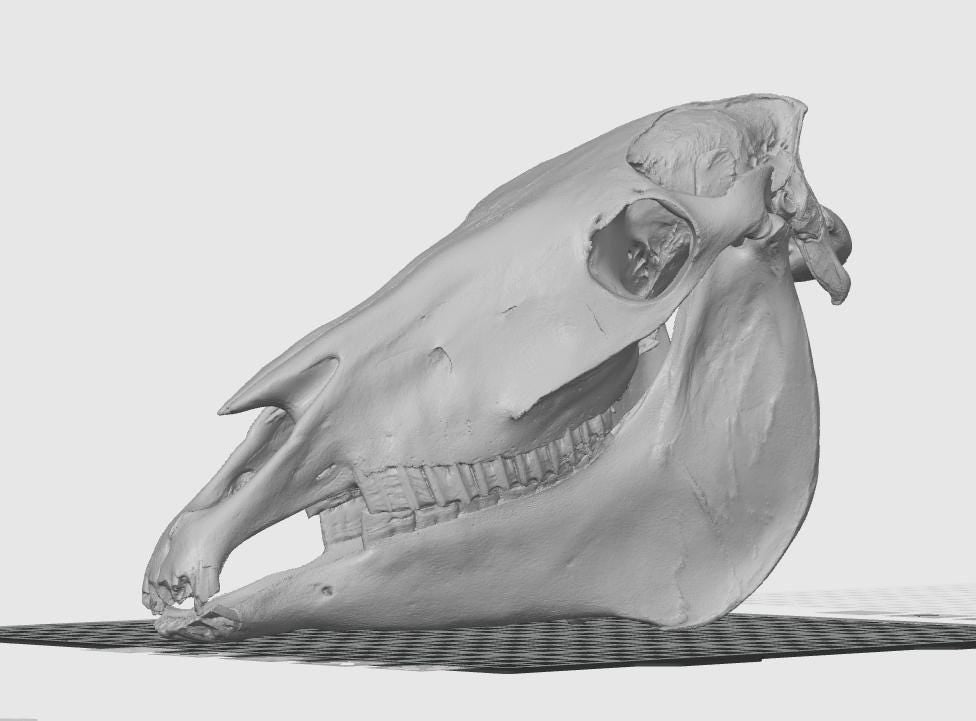 Anatomical Horse Skull Replica | 170mm Equine Osteology Model, Cruelty-Free Decor