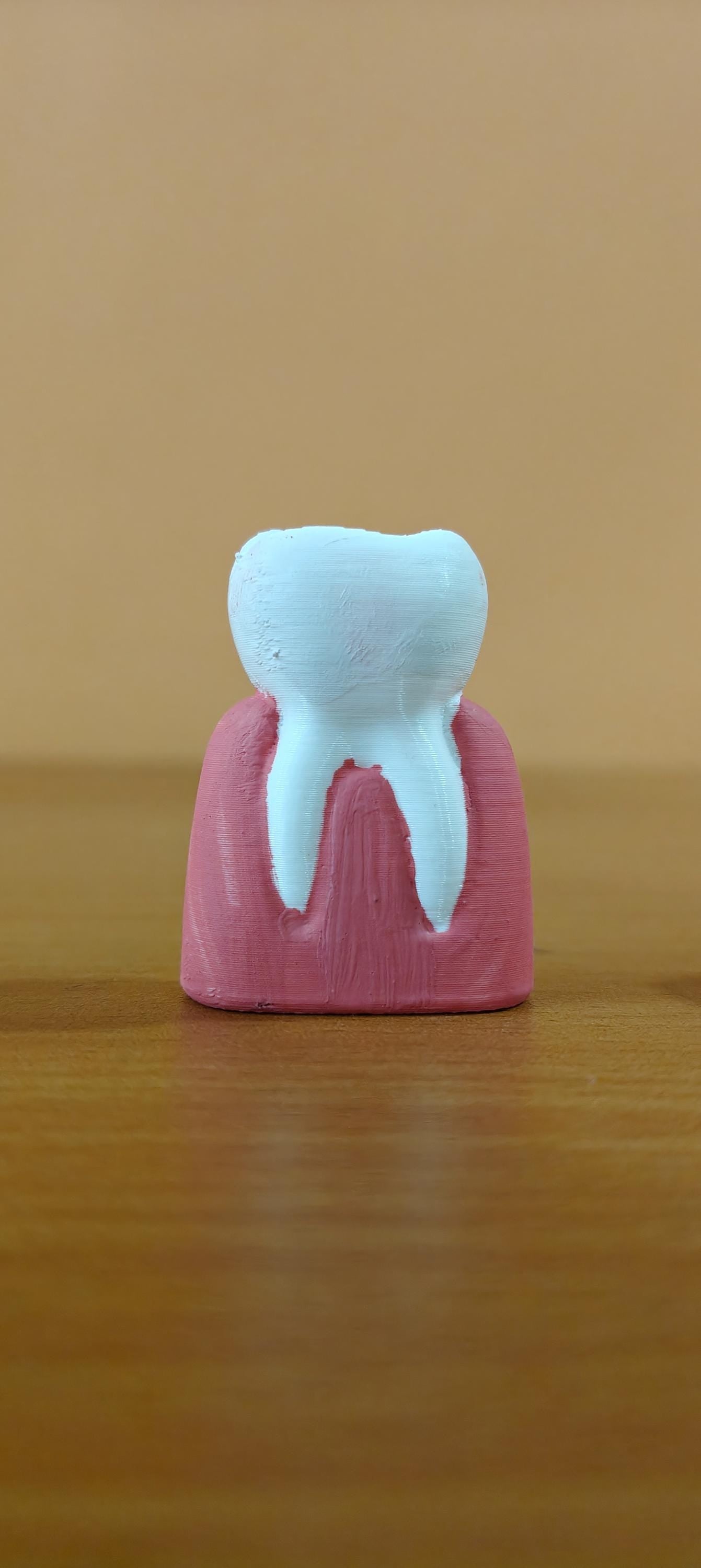 Dental Anatomy Model | Molar, Canine, Incisor, Premolar Study Aid (PLA+)