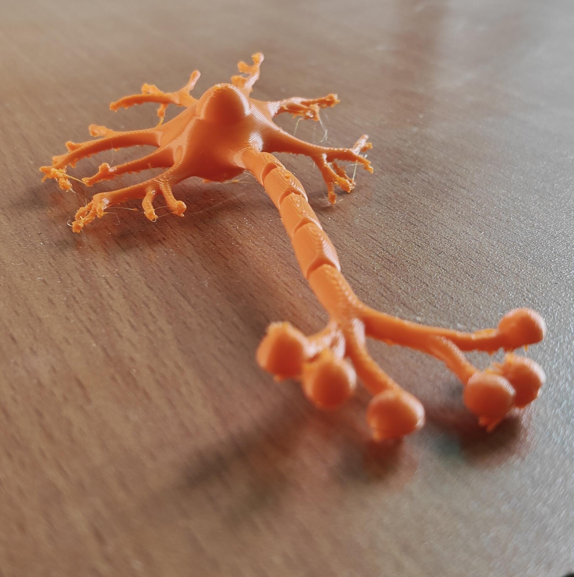 Anatomical Human Neuron Model | Multipolar Nerve Cell Sculpture, Neuroscience Display