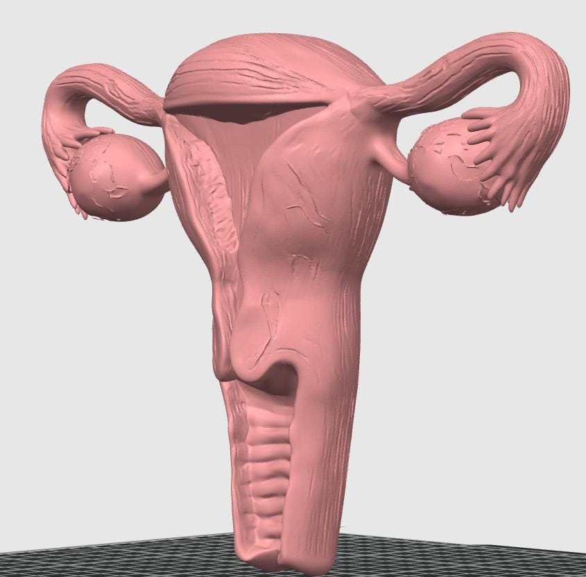 Female Reproductive System Model | Detailed Anatomy Sculpture | Women’s Health Education | Medical Student Gift