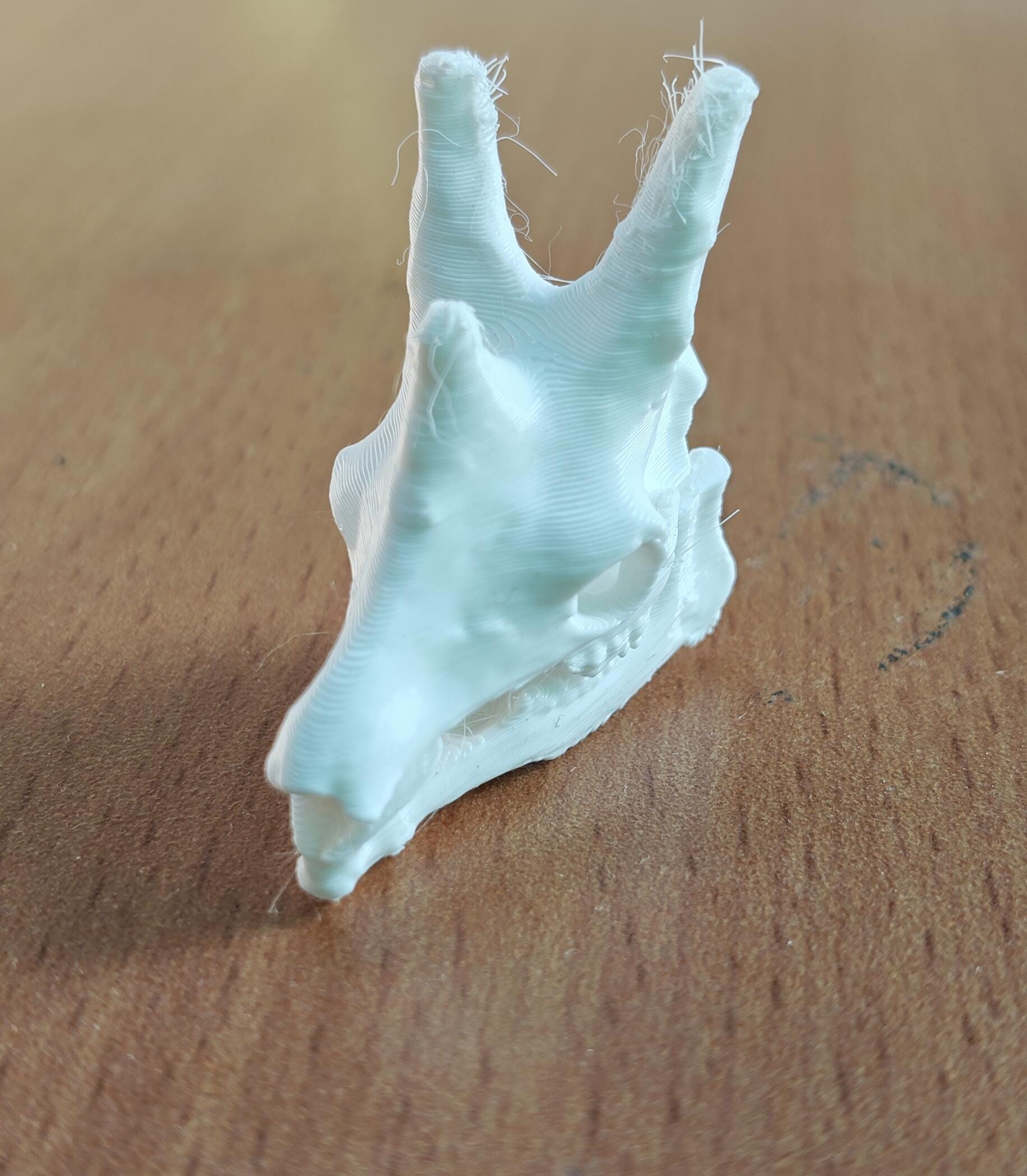 Anatomical Giraffe Skull Replica | 170mm Desk Scale Osteology Decor
