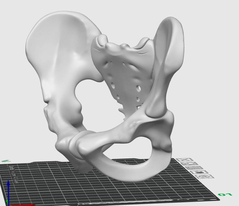 Female Pelvis Bone Model | Midwifery, PT, Medical Study Aid Replica