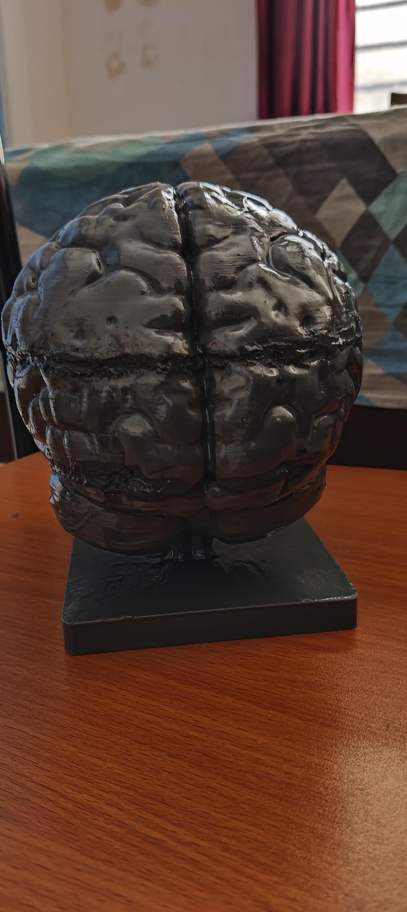 Miniature Brain Sculpture | Neuroscience Desk Decor | Psychology Gift | Educational Brain Anatomy Model