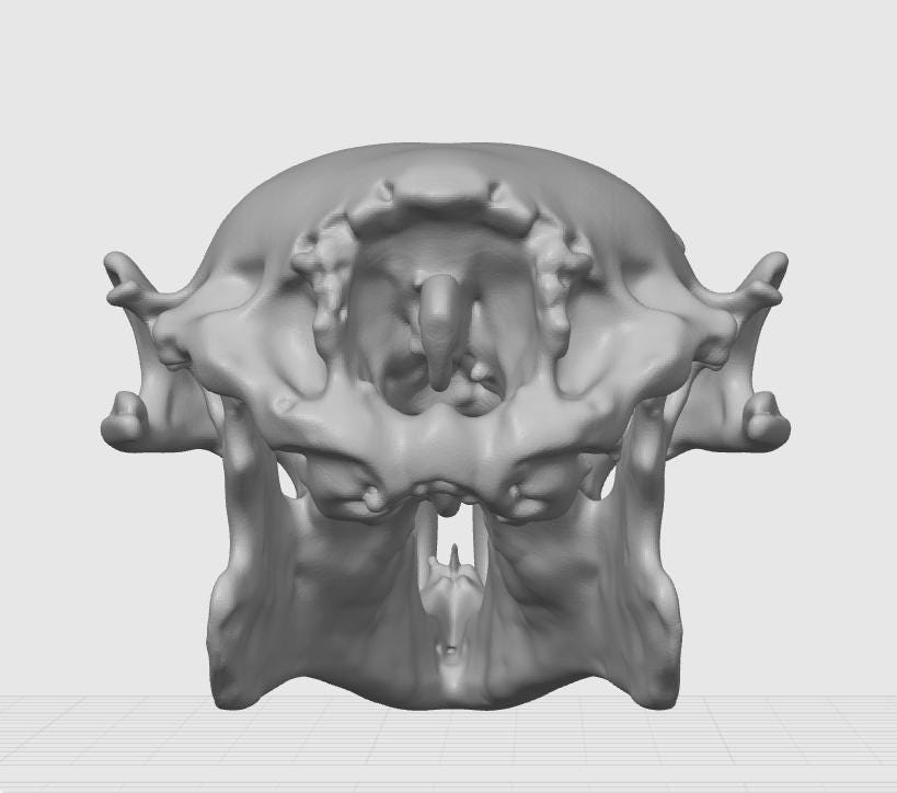 Anatomical Capybara Skull Replica | Rodent Osteology Model | Hydrochoerus Hydrochaeris Display