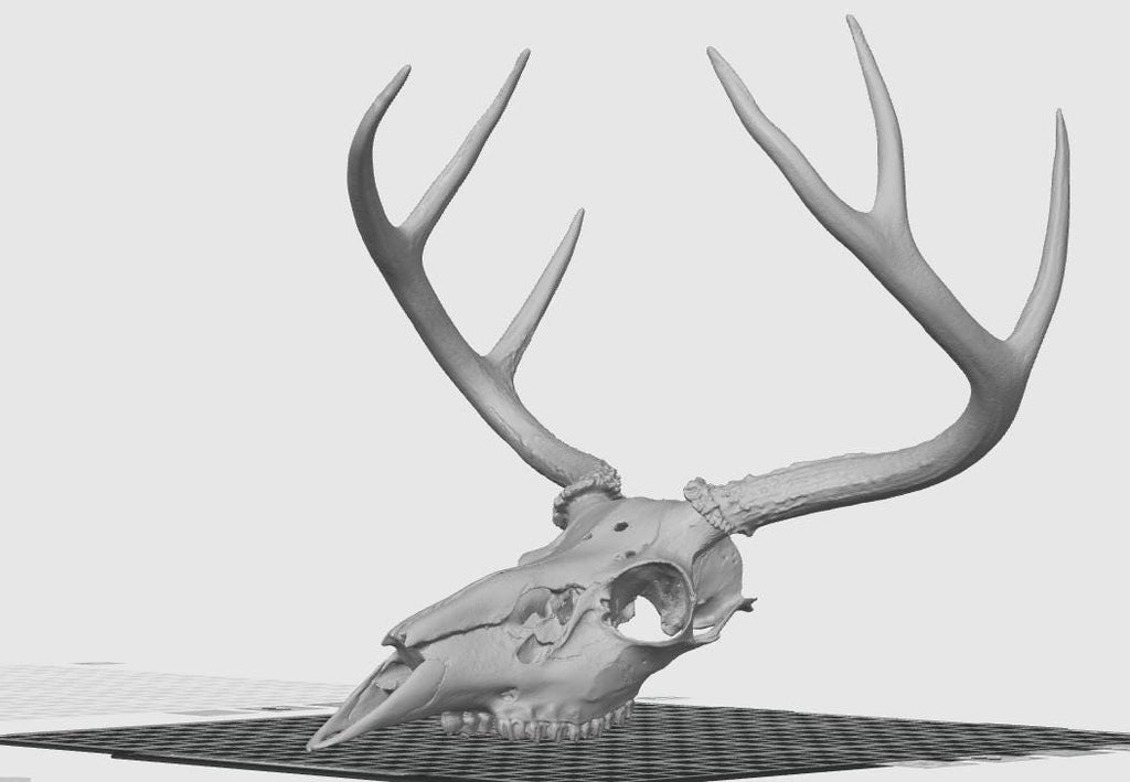 Anatomical Deer Skull Replica | 170mm Desktop Osteology Specimen