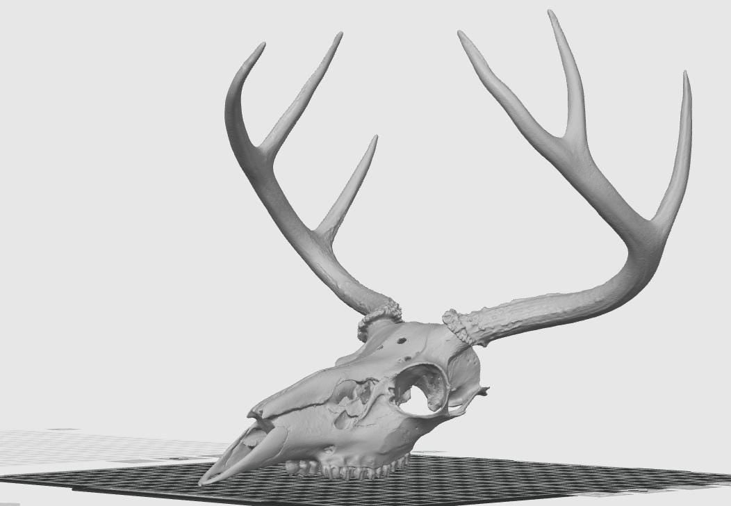 Anatomical Deer Skull Replica | 170mm Desktop Osteology Specimen