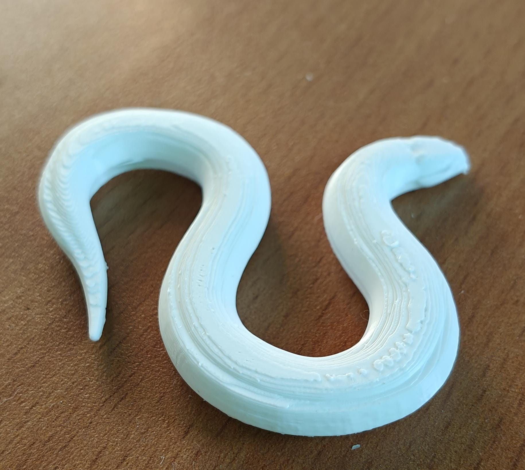C. elegans Model | Professional Nematode Research Sculpture | Printed Biological Model | Gift for Geneticists & Neuroscientists