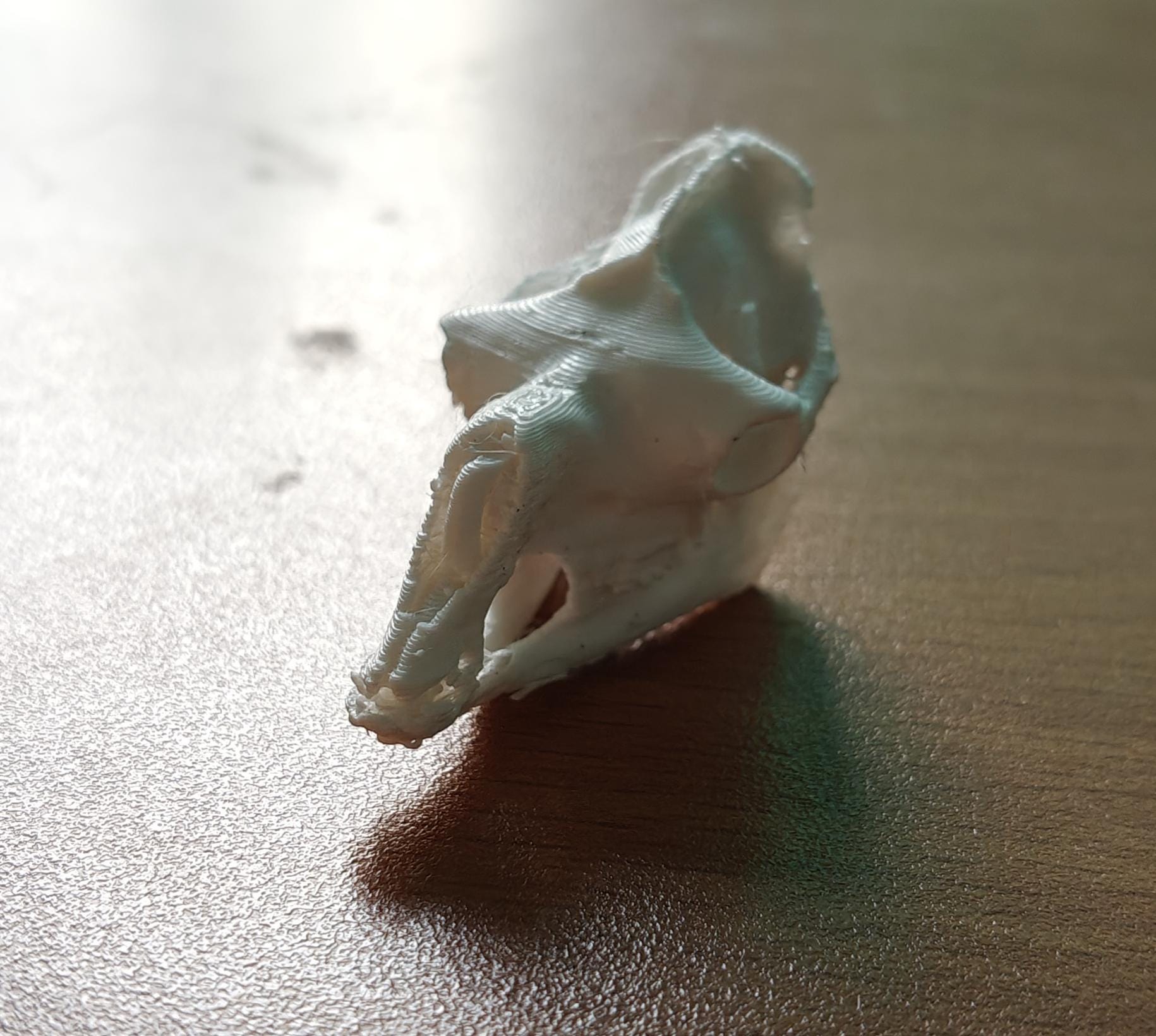 Anatomical Camel Skull Replica | Cruelty-Free Desert Wildlife Decor (170mm)