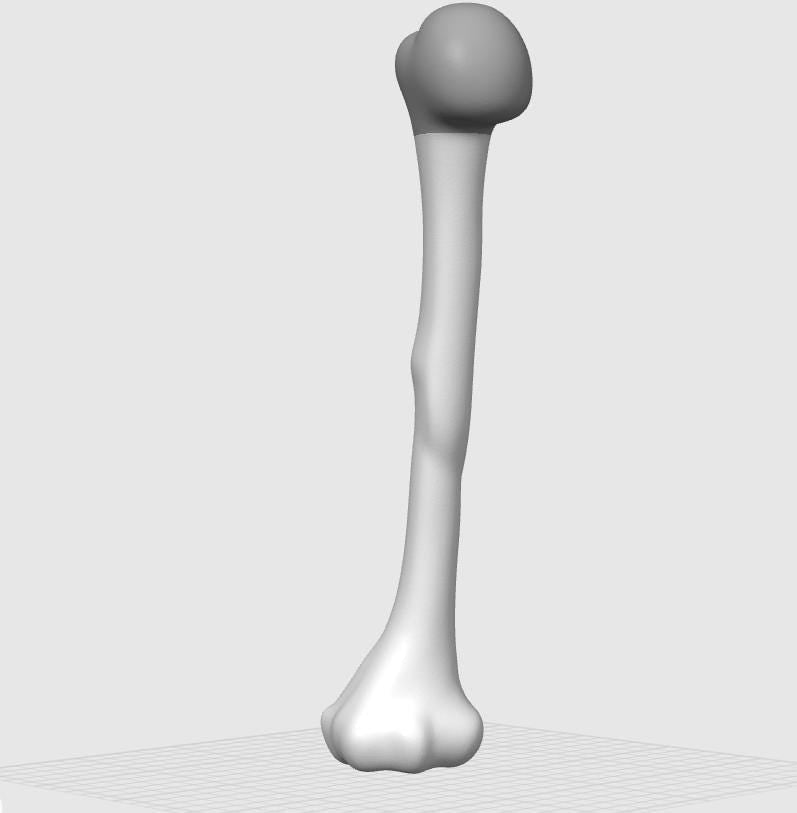 Anatomical Humerus Bone Model | Medical Study Aid, PLA+ Skeletal Anatomy (Large)
