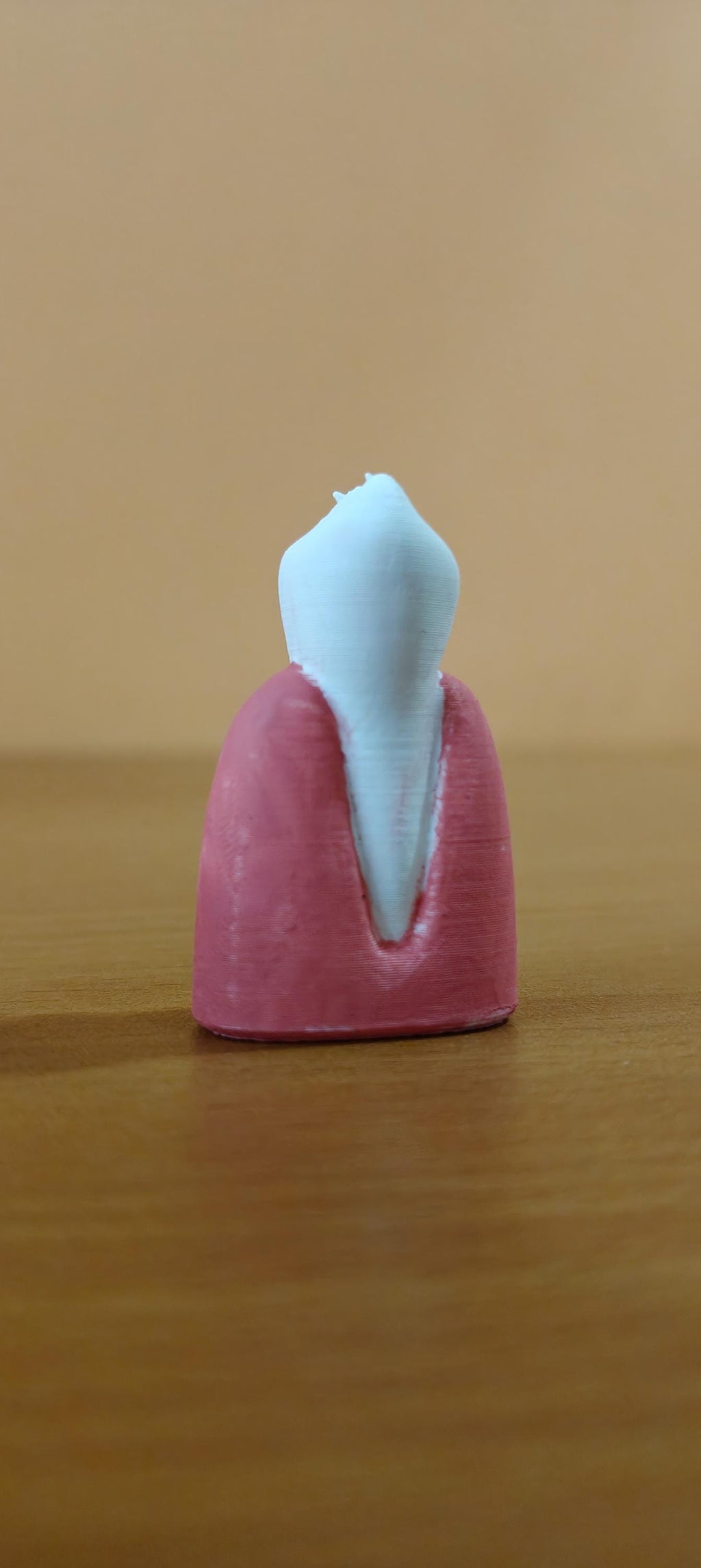 Dental Anatomy Model | Molar, Canine, Incisor, Premolar Study Aid (PLA+)