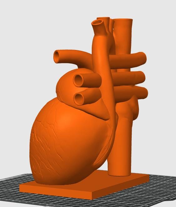 Canine Heart Anatomy Model | Veterinary Cardiology Study Aid, 3D Printed Replica