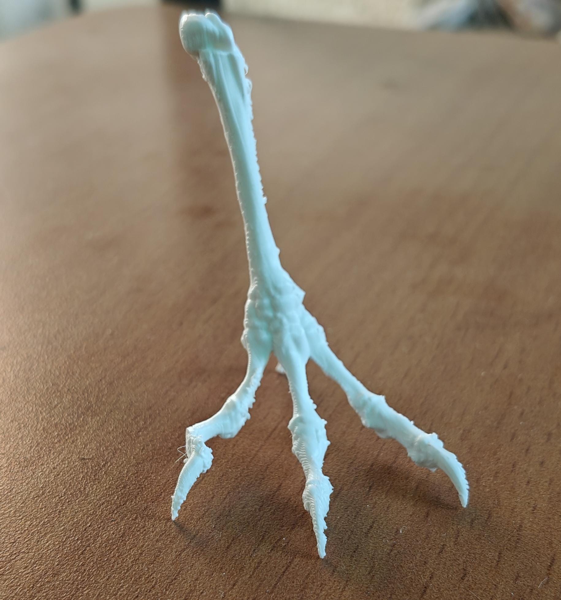 Chicken Tarsometatarsus Foot Bone Model | Avian Skeletal Replica, Study Aid