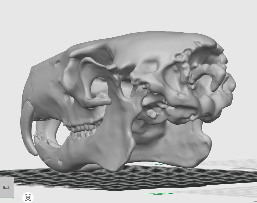 Anatomical Capybara Skull Replica | Rodent Osteology Model | Hydrochoerus Hydrochaeris Display