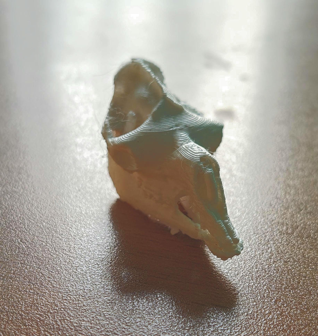 Anatomical Camel Skull Replica | Cruelty-Free Desert Wildlife Decor (170mm)