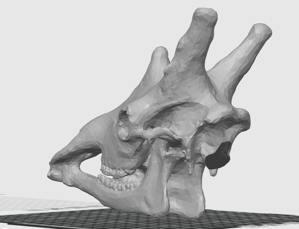 Anatomical Giraffe Skull Replica | 170mm Desk Scale Osteology Decor