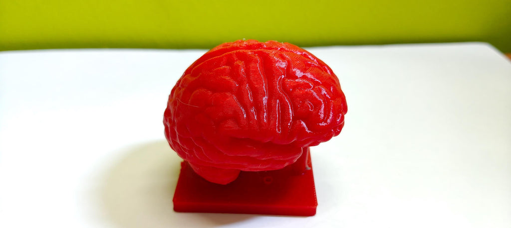 Miniature Brain Sculpture | Neuroscience Desk Decor | Psychology Gift | Educational Brain Anatomy Model