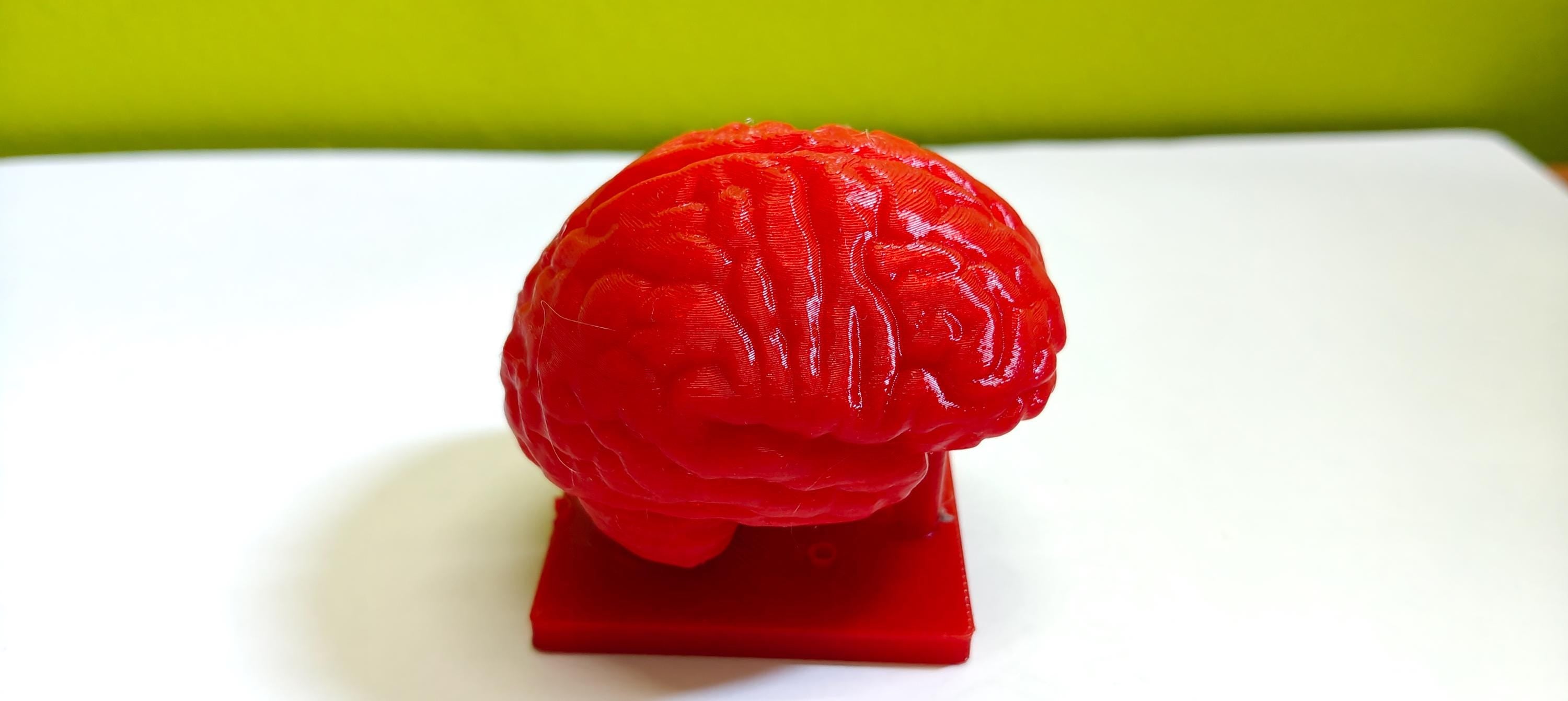 Miniature Brain Sculpture | Neuroscience Desk Decor | Psychology Gift | Educational Brain Anatomy Model