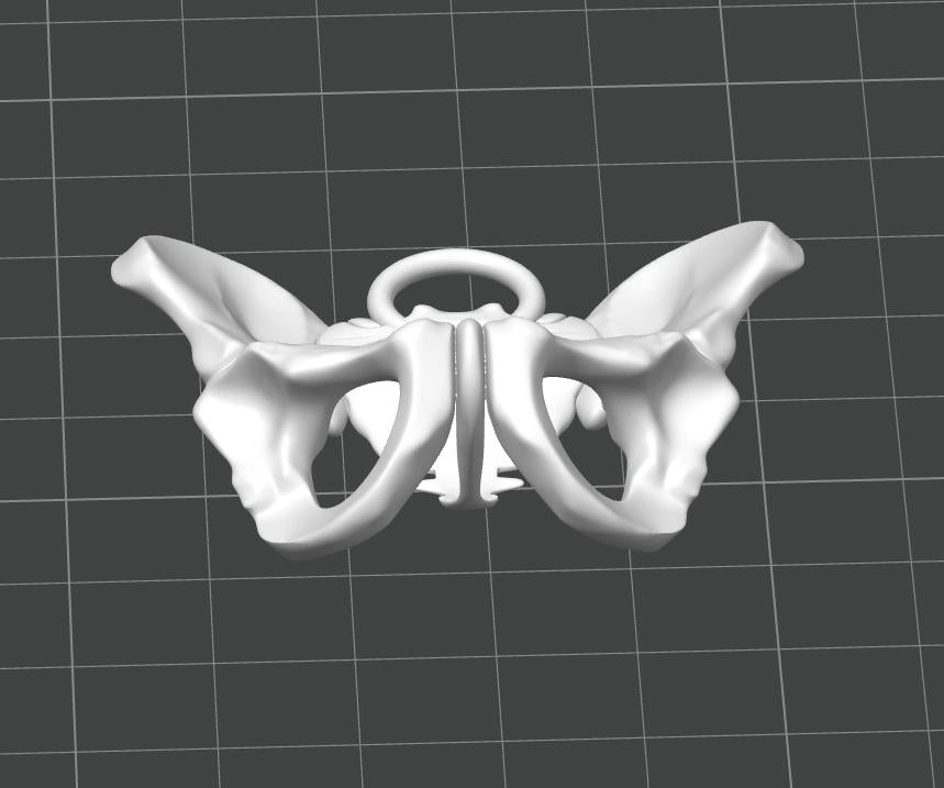 Anatomical Pelvis Keychain | 50mm Skeleton Accessory | OB-GYN & Midwife Gift | Detailed Miniature Osteology Model