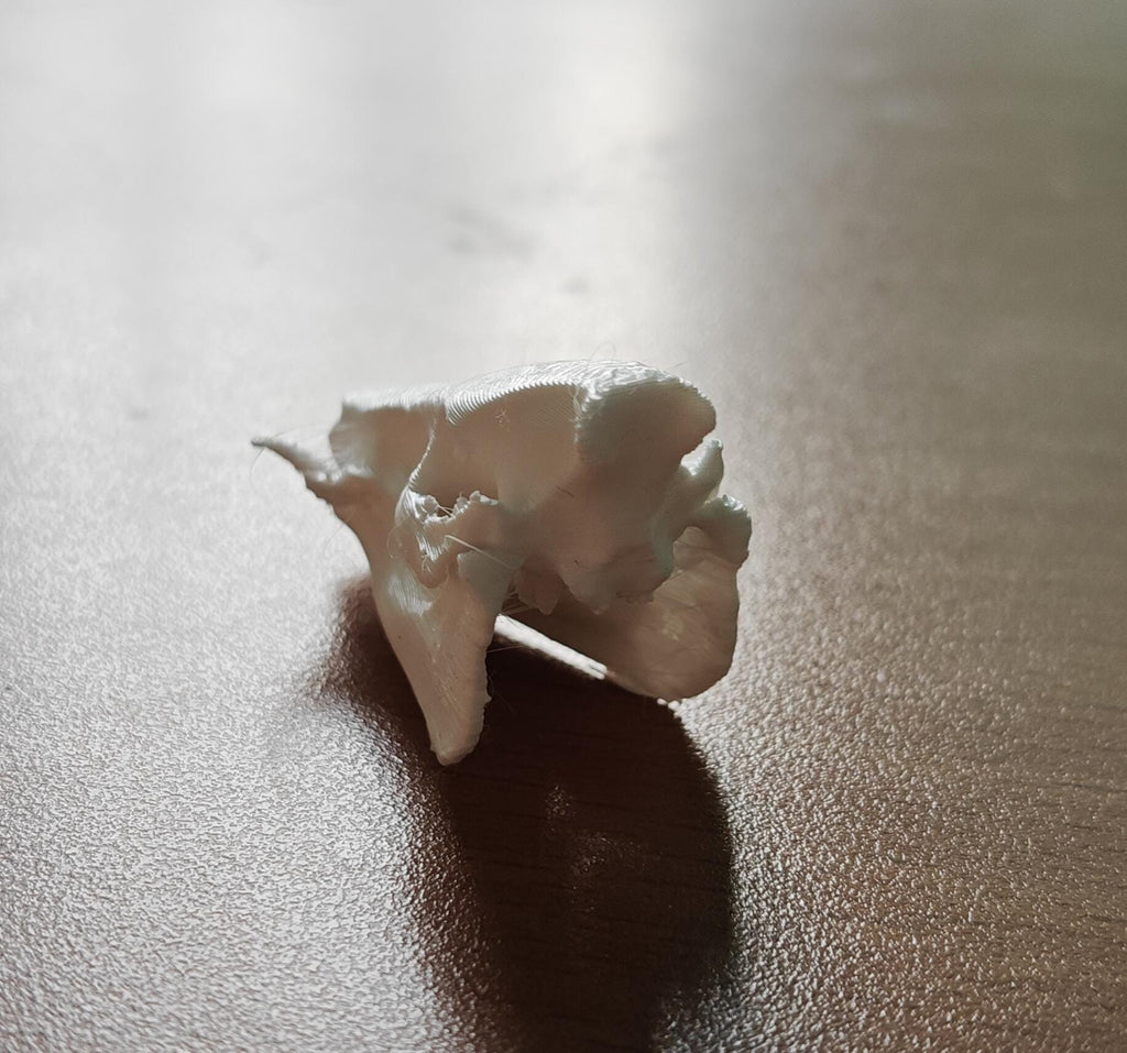Anatomical Wild Boar Skull Replica | Cruelty-Free Sus scrofa Osteology Display