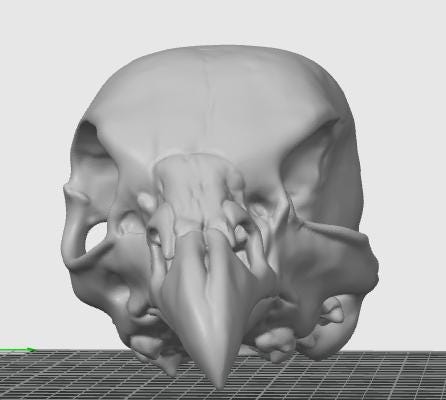 Avian Skull Anatomy Model | Chicken Head Skeleton Replica | Veterinary Study Aid | Bird Biology Specimen