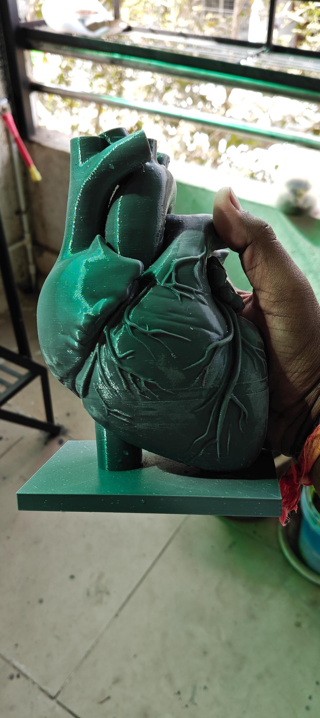 Anatomical Heart and Brain Models | Medical Education Bundle (PLA+)