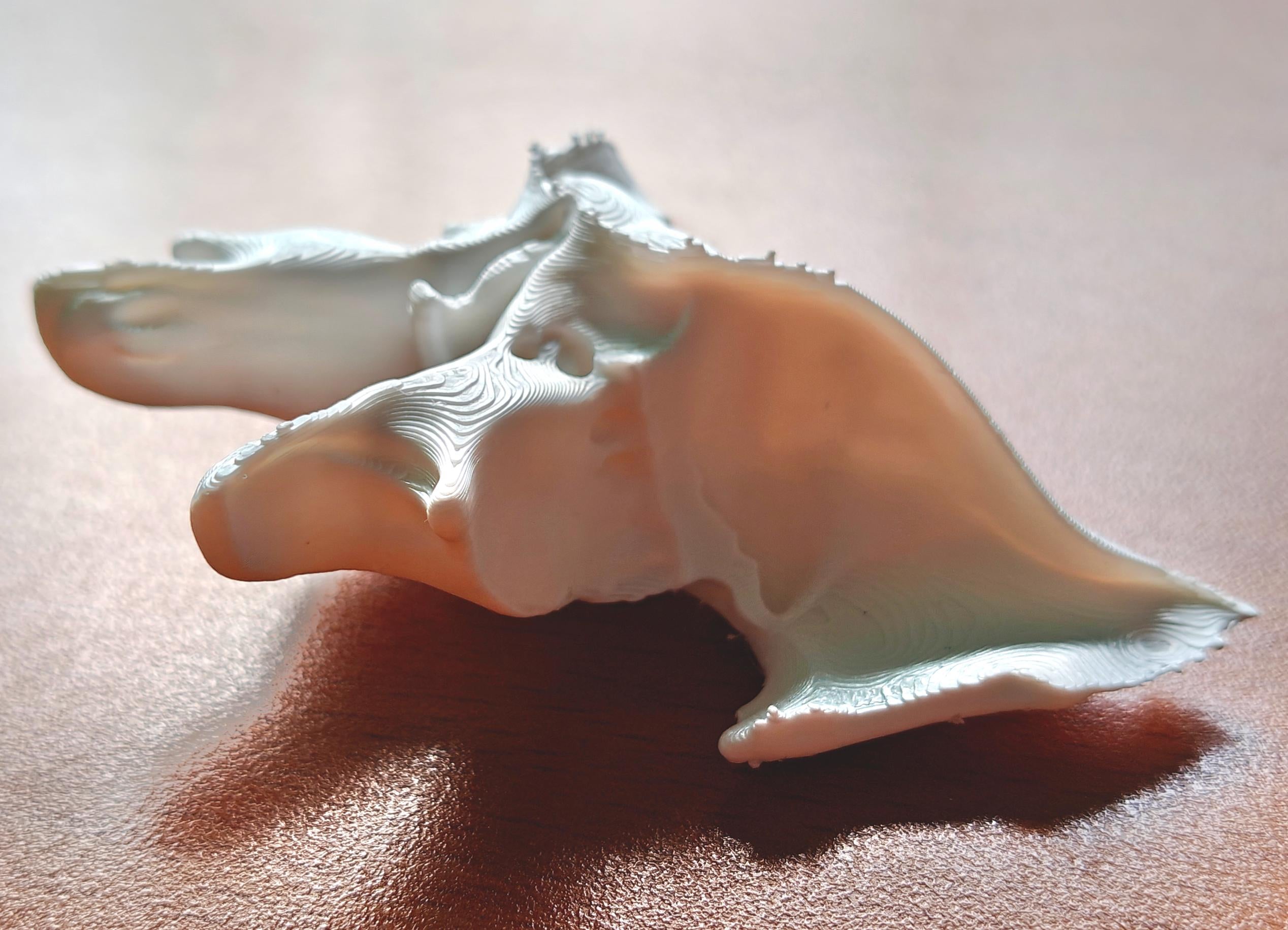 1:1 Scale Sphenoid Bone Model | Human Skull Anatomy Specimen, Medical Education Cranial Bone Study