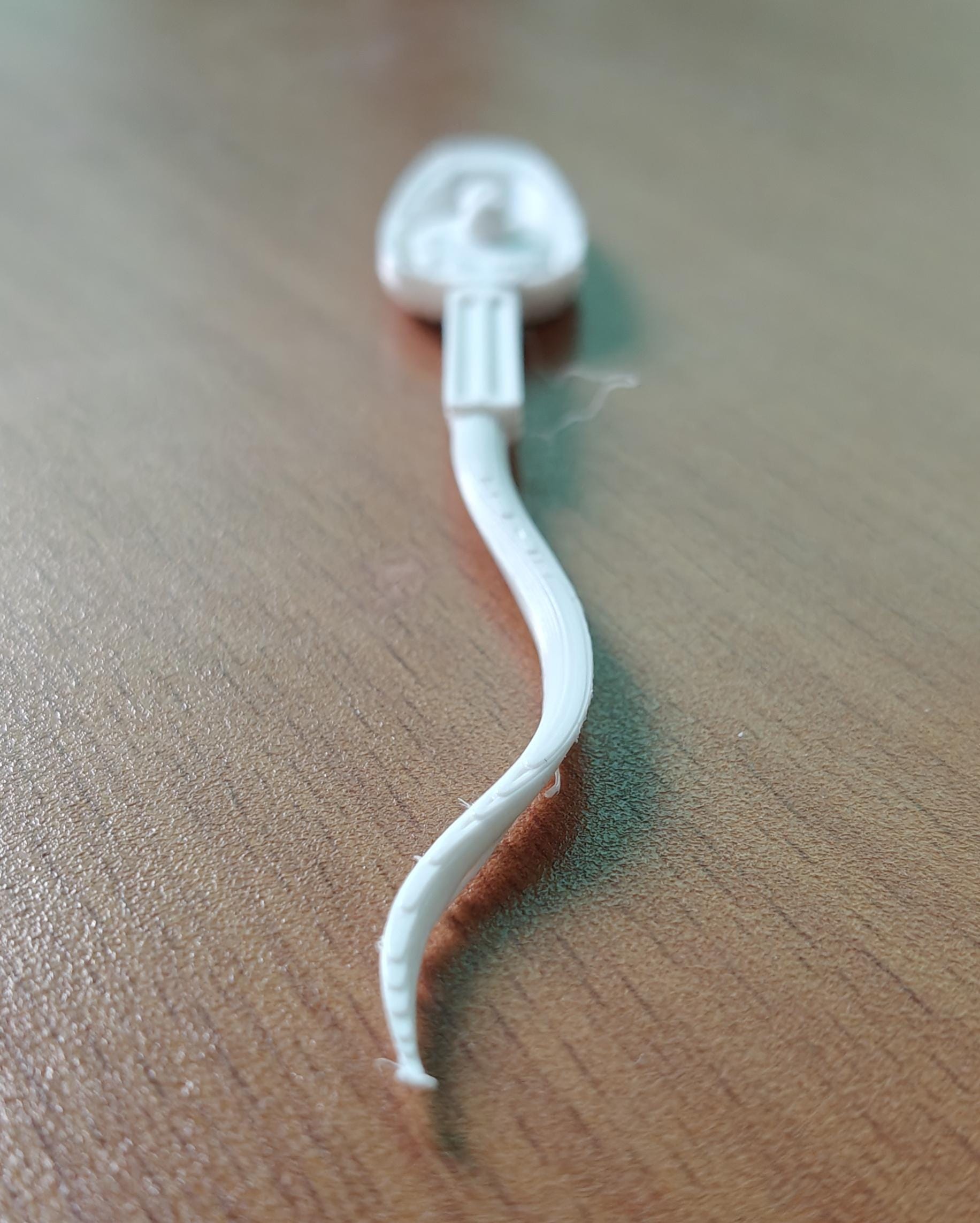Human Sperm Anatomy Model | Reproductive Science Display | Medical Biology Study Aid | Fertility Specialist Decor