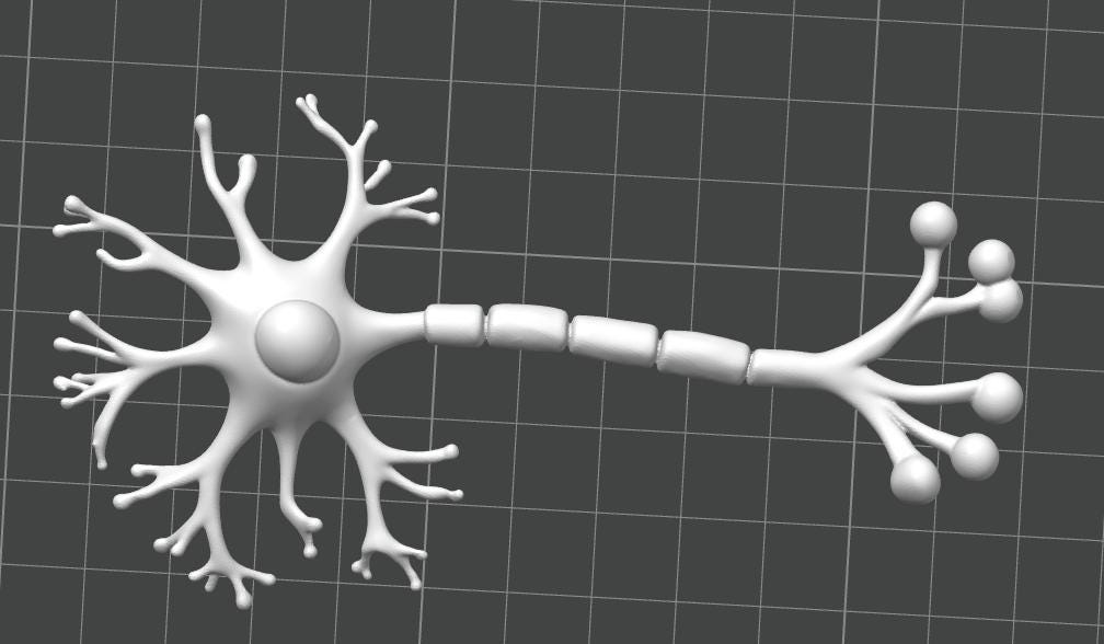 Anatomical Human Neuron Model | Multipolar Nerve Cell Sculpture, Neuroscience Display