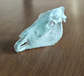 Anatomical Horse Skull Replica | 170mm Equine Osteology Model, Cruelty-Free Decor