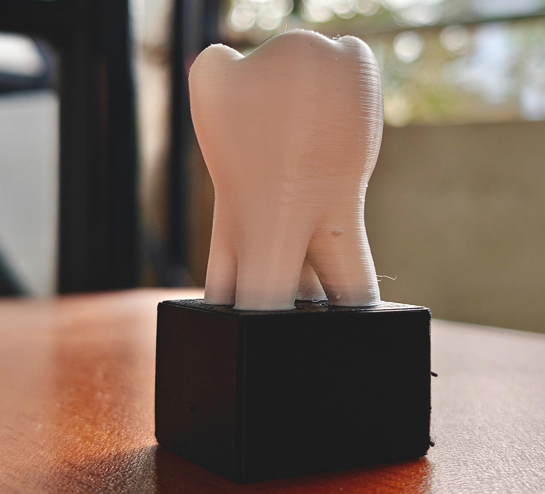 Dental Anatomy Model | Molar, Canine, Incisor, Premolar Study Aid (PLA+)