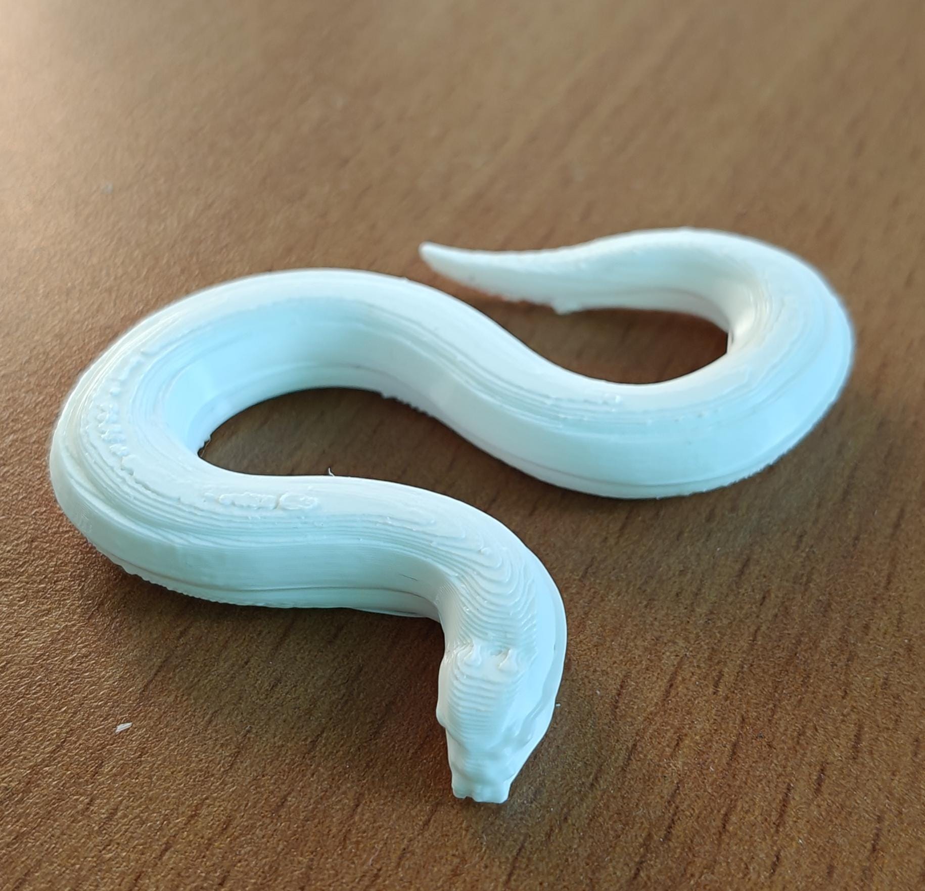 C. elegans Model | Professional Nematode Research Sculpture | Printed Biological Model | Gift for Geneticists & Neuroscientists