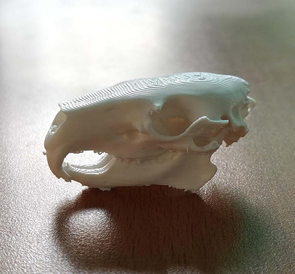 Anatomical Capybara Skull Replica | Rodent Osteology Model | Hydrochoerus Hydrochaeris Display