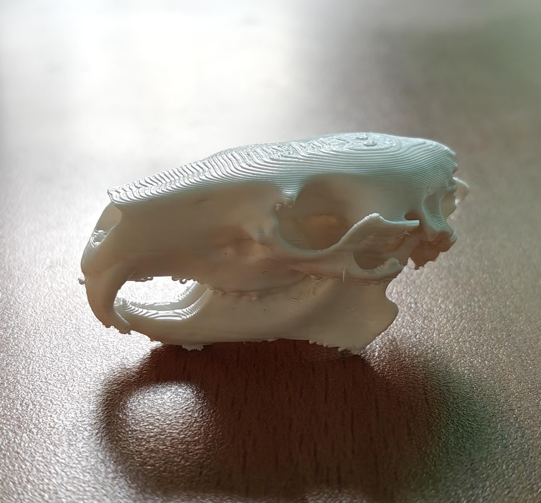 Anatomical Capybara Skull Replica | Rodent Osteology Model | Hydrochoerus Hydrochaeris Display