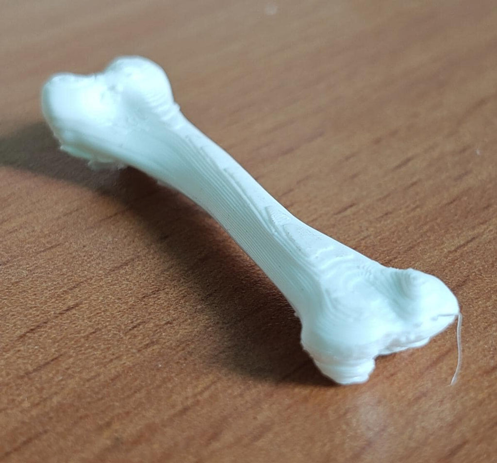 Anatomical Chicken Tibia Bone Model | Life-Size Avian Skeletal Replica, Zoology Study Aid
