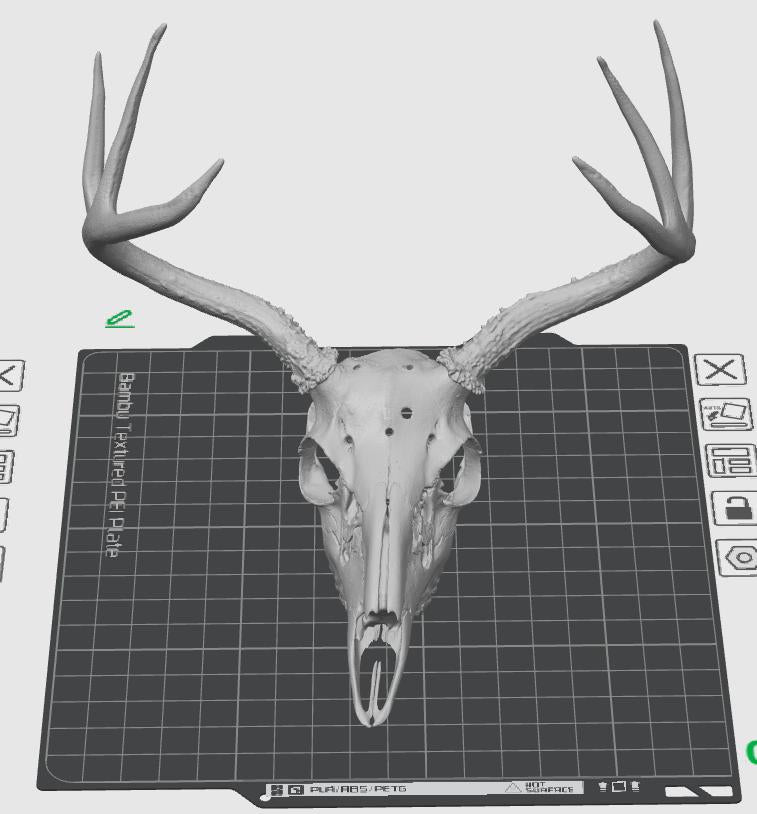 Anatomical Deer Skull Replica | 170mm Desktop Osteology Specimen