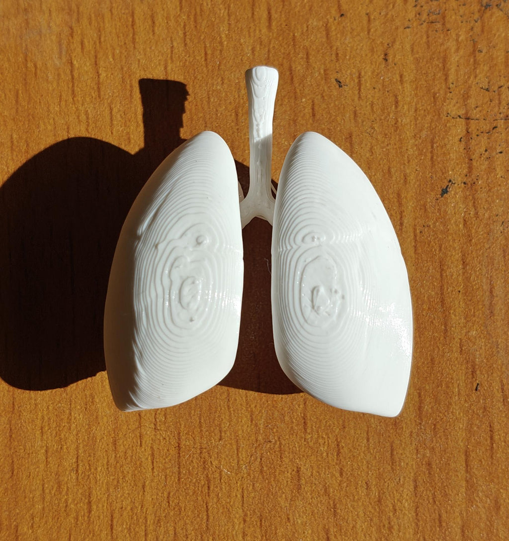 Anatomical Human Lungs Model | Respiratory System Education Kit | Pulmonologist & Doctor Gift | Desktop Anatomy Display