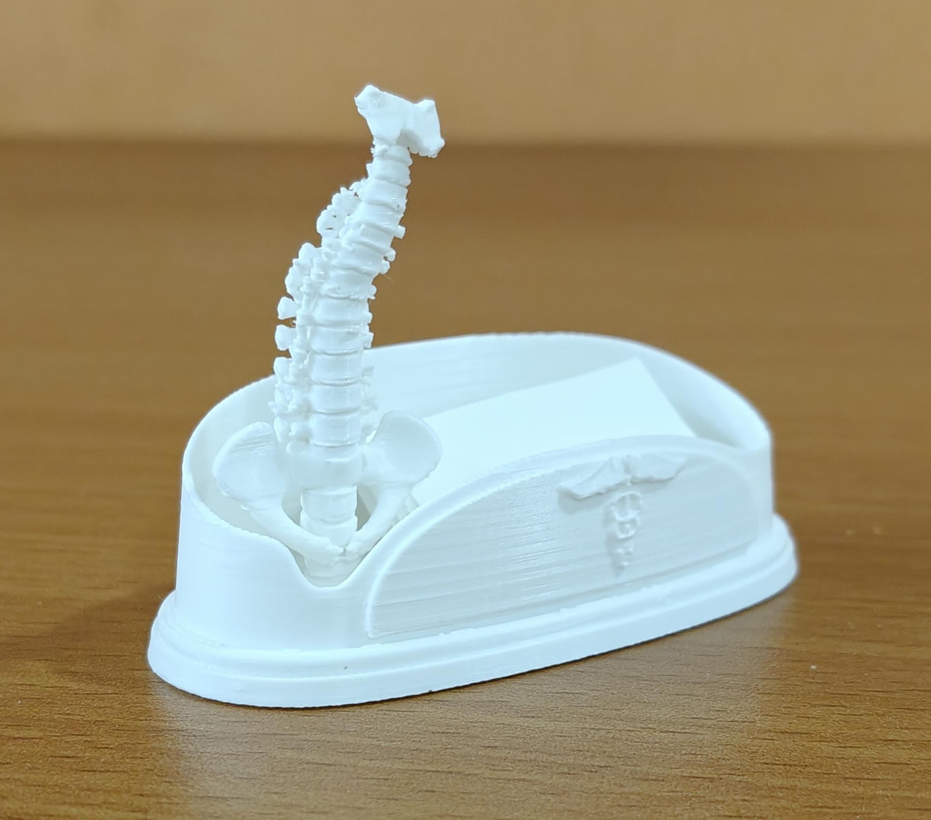 Spinal Column Business Card Holder | Chiropractor Office Decor | Spine Anatomy Desk Accessory | Orthopedic Gift