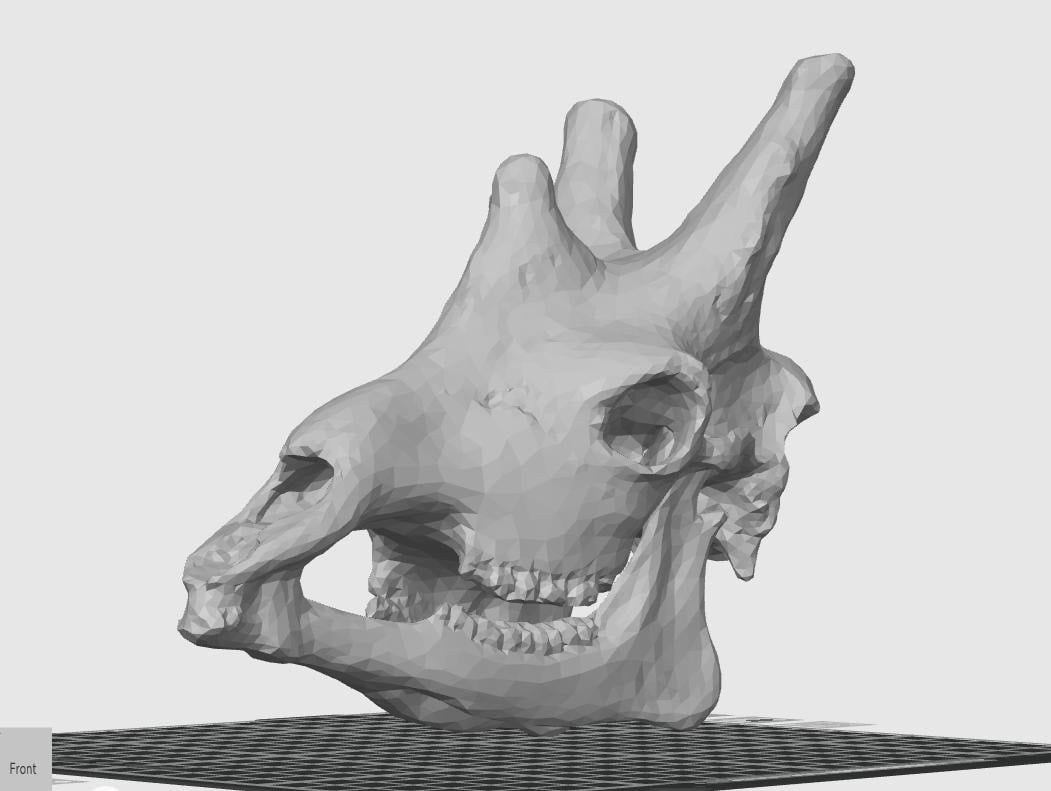 Anatomical Giraffe Skull Replica | 170mm Desk Scale Osteology Decor