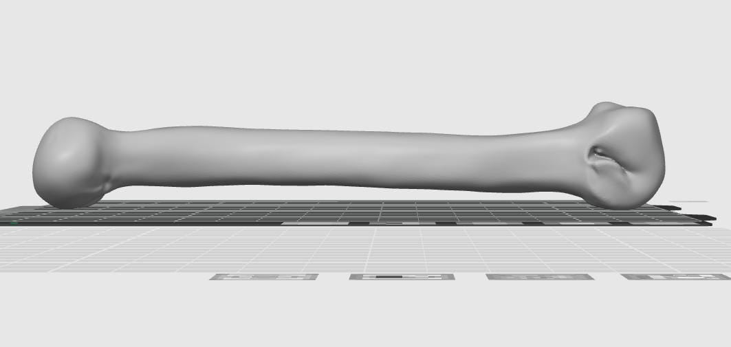 Anatomical Chicken Tibia Bone Model | Life-Size Avian Skeletal Replica, Zoology Study Aid
