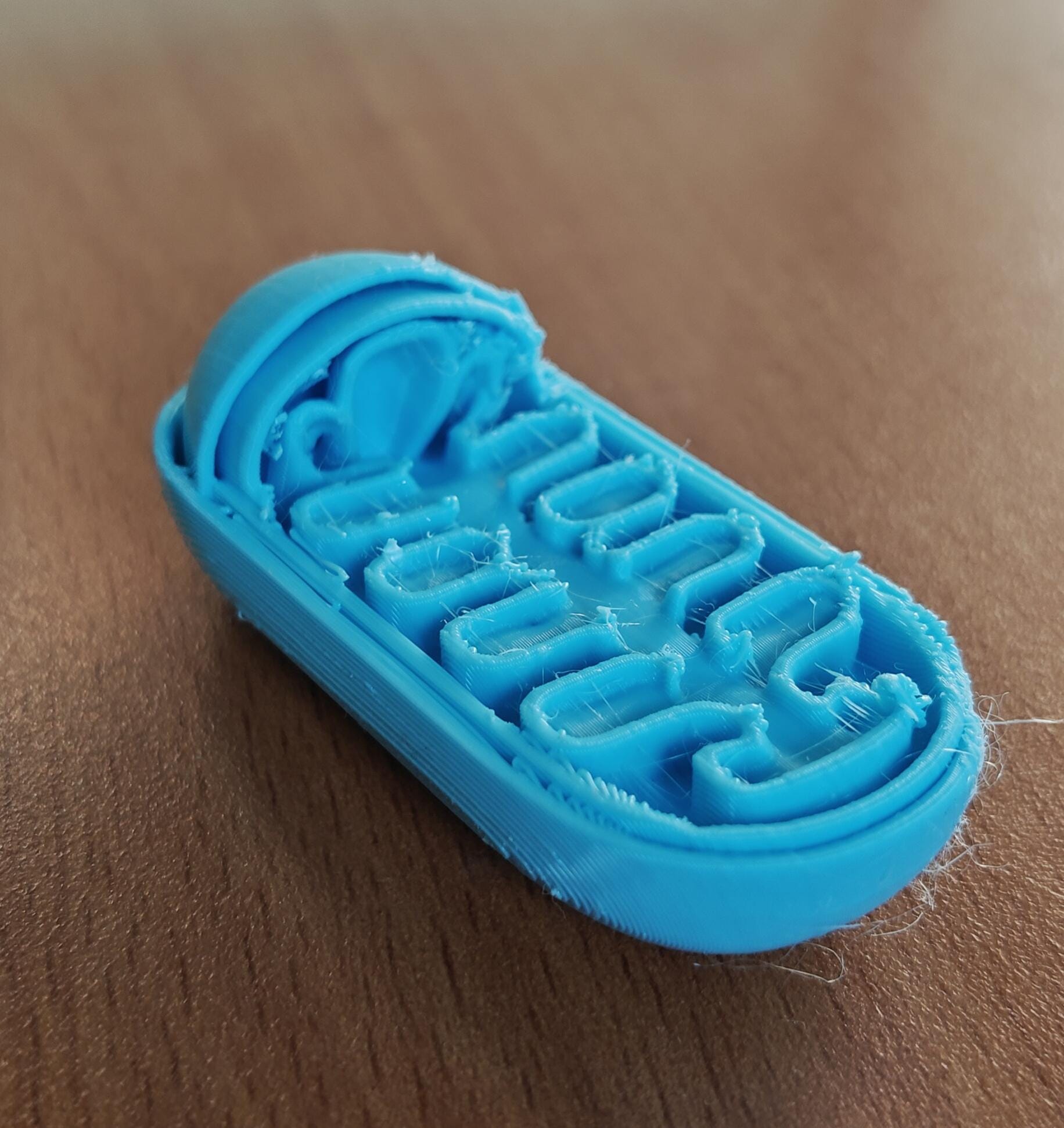 Anatomical Mitochondrion Model | Biology Education Sculpture, Medical Study Art