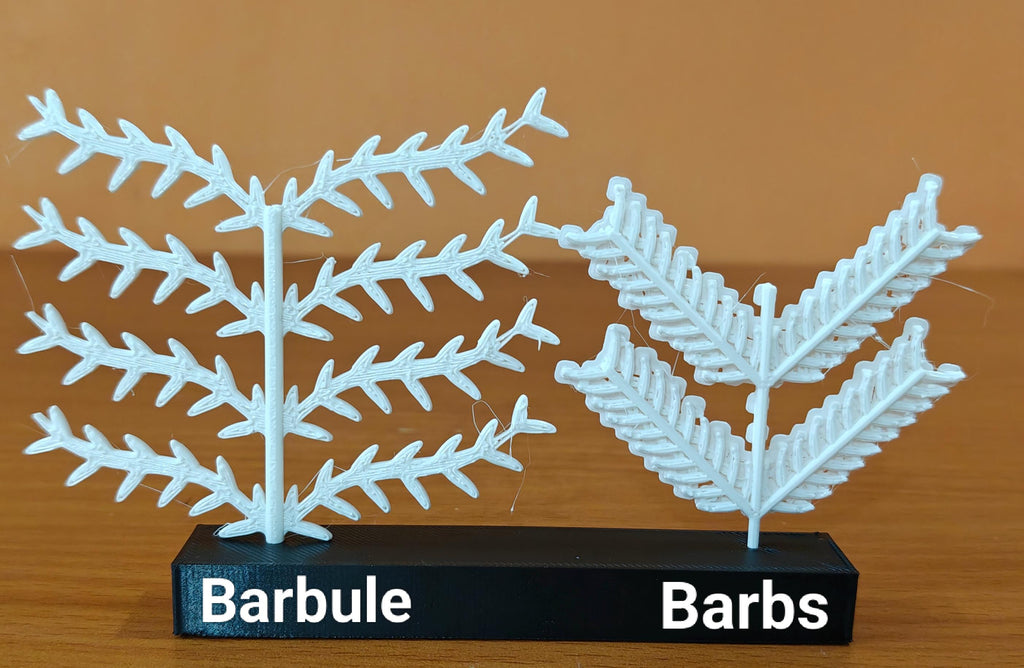 Scientific Bird Feather Model | Barb & Barbule Anatomy | Educational Biology Display | Avian Science Teacher Gift