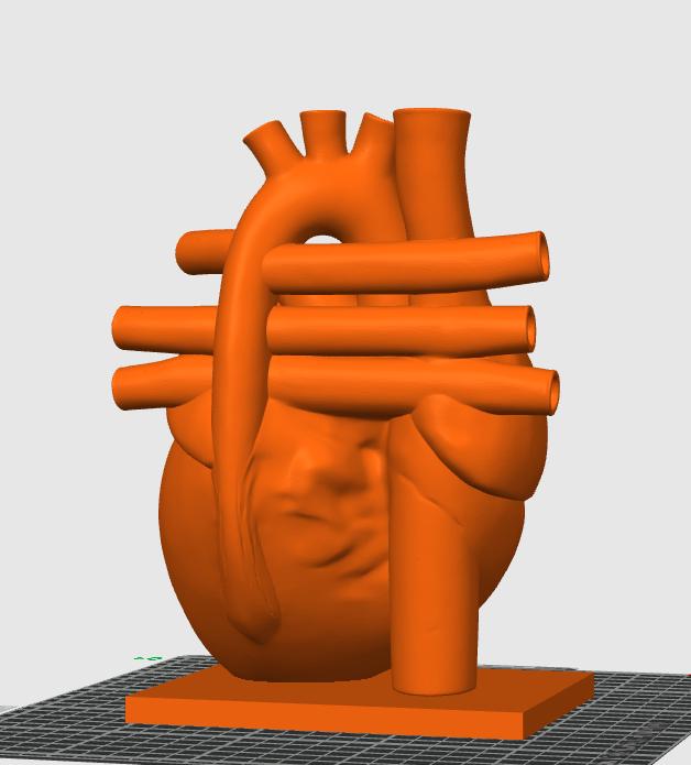 Canine Heart Anatomy Model | Veterinary Cardiology Study Aid, 3D Printed Replica